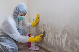 Mold Odor Removal Services in West Elmira, NY